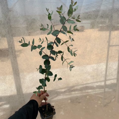 EUCALYPTUS GUNNII