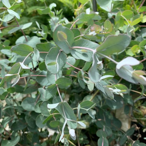 EUCALYPTUS GUNNII