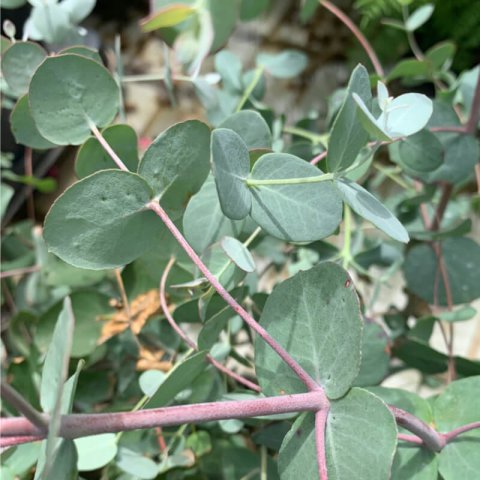 EUCALYPTUS GUNNII