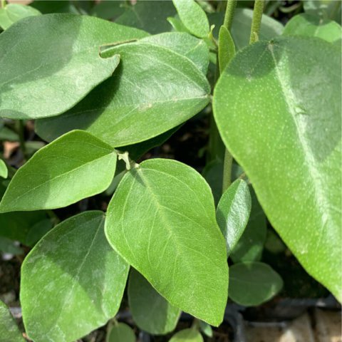 LAGUNARIA PATERSONIA