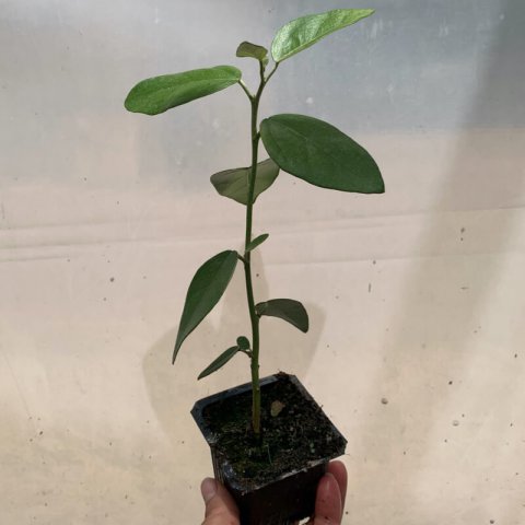 LAGUNARIA PATERSONIA Godet 7,5cm