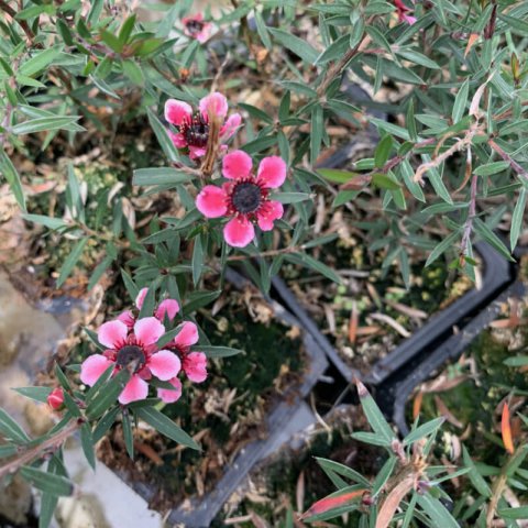 LEPTOSPERMUM SCOPARIUM Pink Queen - Pink Manuka