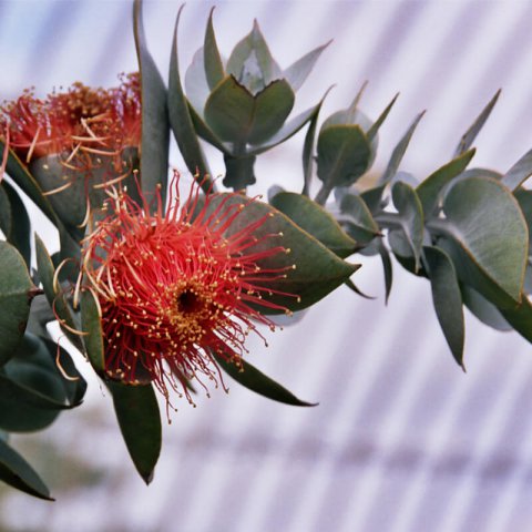 EUCALYPTUS MACROCARPA - Mottlecah