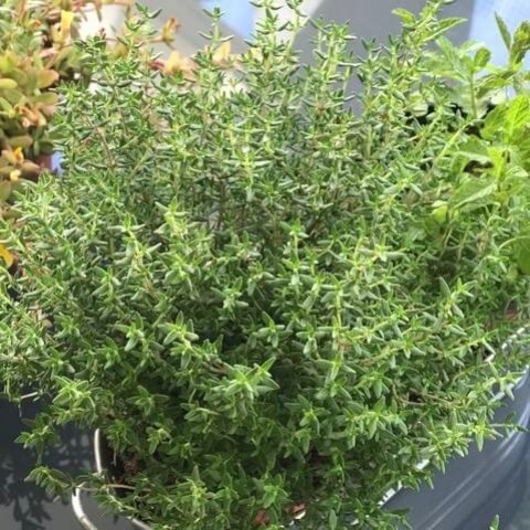 THYMUS VULGARIS COMPACTUS