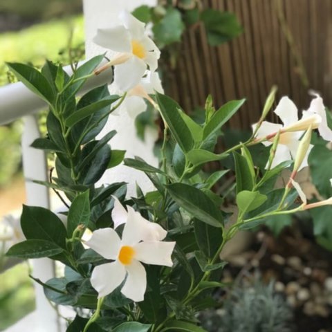 DIPLADENIA MANDEVILLA Blanc