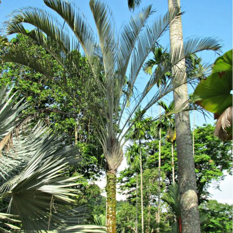 DYPSIS DECARYI - Triangle Palm