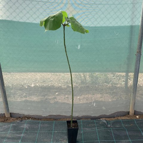 FIRMIANA SIMPLEX (Sterculia platanifolia) 1.5L Pot 09-2020