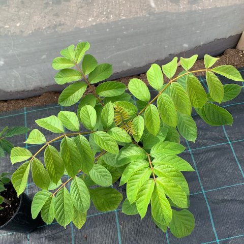 SPATHODEA CAMPANULATA - 09-2020