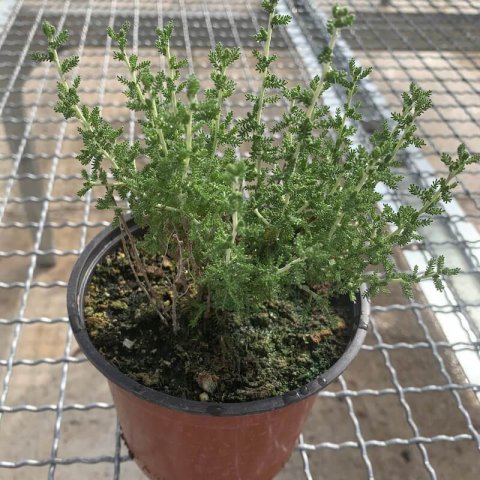 SANTOLINA CHAMAECYPARISSUS - Santoline petit cyprs