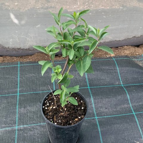 LONICERA PERICLYMENUM - Maceta 2 L. - 09-2020