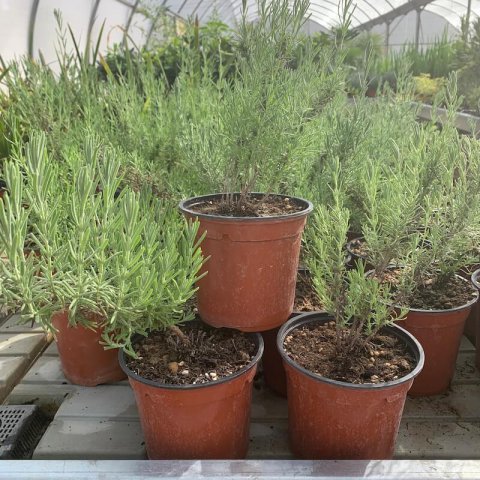 LAVANDULA STOECHAS - Maceta 1 L. - 09-2020