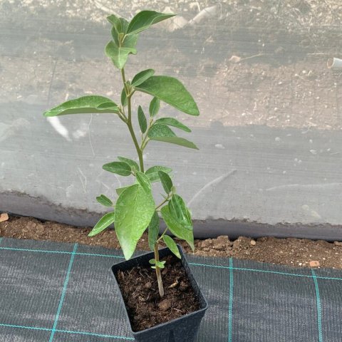 LAGUNARIA PATERSONIA - Maceta 1,5L. - 09-2020