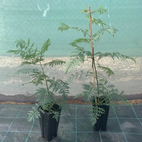 GREVILLEA ROBUSTA - Maceta 1L. - 09-2020