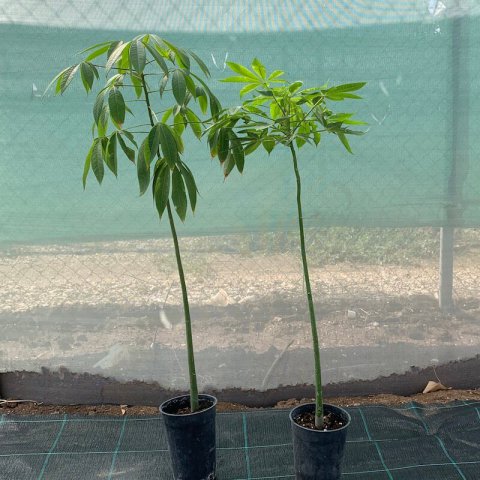 CEIBA SPECIOSA - Maceta 1,5L. - 09-2020