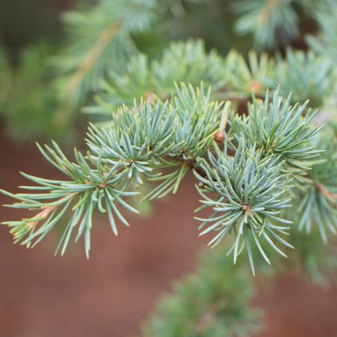 CEDRUS ATLANTICA CAT 900 France - Atlas Cedar