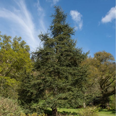 CEDRUS ATLANTICA - Atlas Cedar