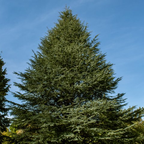 CEDRUS ATLANTICA