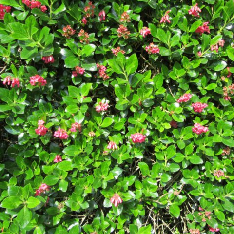 ESCALLONIA MACRANTHA - Escalonia