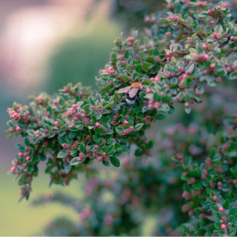 ESCALLONIA MACRANTHA - Escallonia