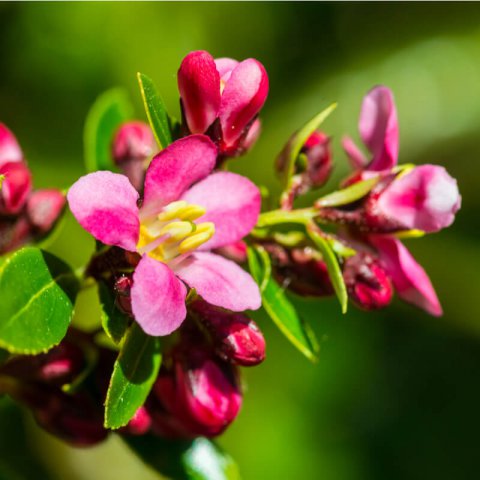 ESCALLONIA MACRANTHA
