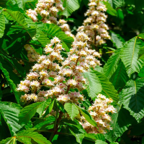AESCULUS HIPPOCASTANUM - Castao de Indias