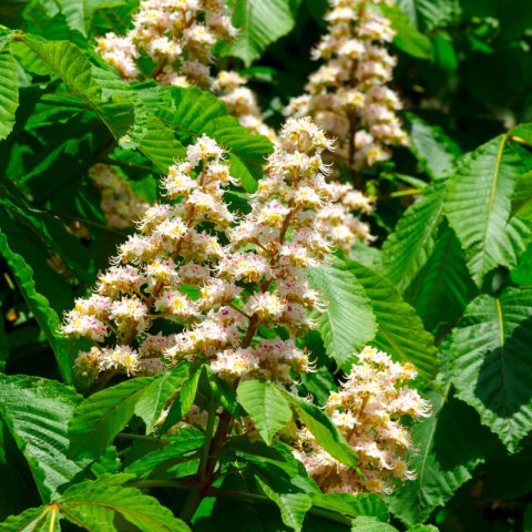 AESCULUS HIPPOCASTANUM - Horsechestnut