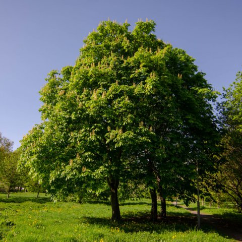 AESCULUS HIPPOCASTANUM - Castao de Indias
