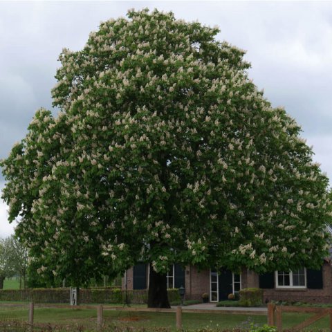 AESCULUS HIPPOCASTANUM