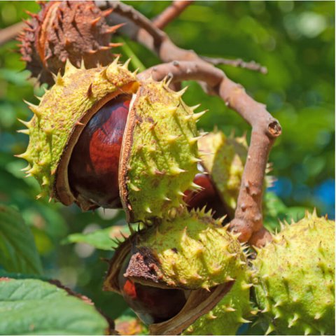 AESCULUS HIPPOCASTANUM