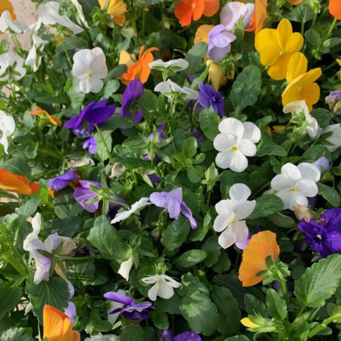 VIOLA CORNUTA
