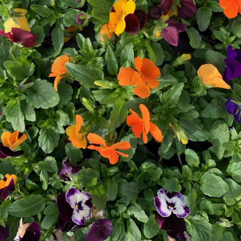 VIOLA CORNUTA