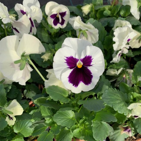 VIOLA WITTROCKIANA - Pansy