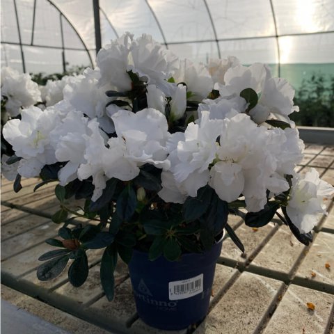 RHODODENDRON INDICUM Blanc - Azale blanc