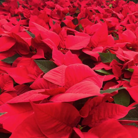 EUPHORBIA PULCHERRIMA Rouge - Poinsettia