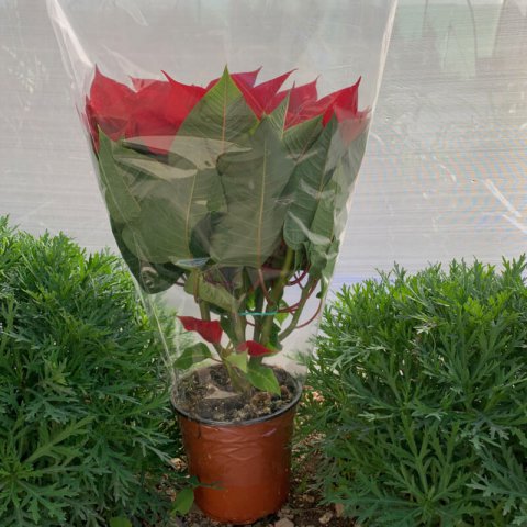 EUPHORBIA PULCHERRIMA Rouge - Poinsettia