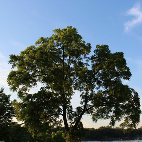 JUGLANS NIGRA - Nogal Negro