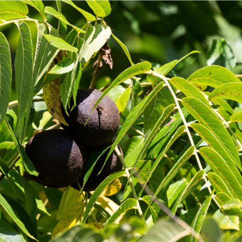 JUGLANS NIGRA - Black Walnut