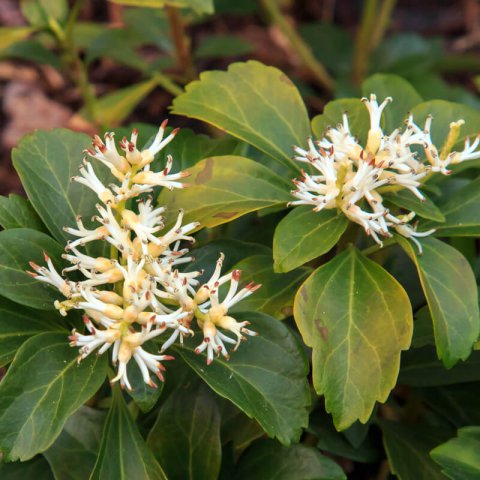 PACHYSANDRA TERMINALIS