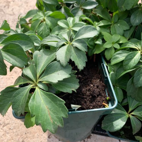 PACHYSANDRA TERMINALIS