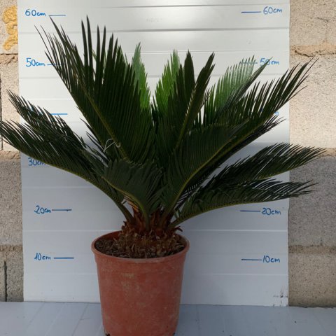 CYCAS REVOLUTA