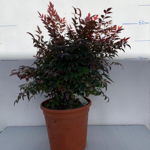 NANDINA DOMESTICA Gulf Stream
