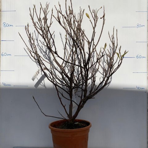 MAGNOLIA x SUSAN - Magnolia Susan