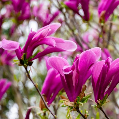 MAGNOLIA x SUSAN - Magnolia Susan