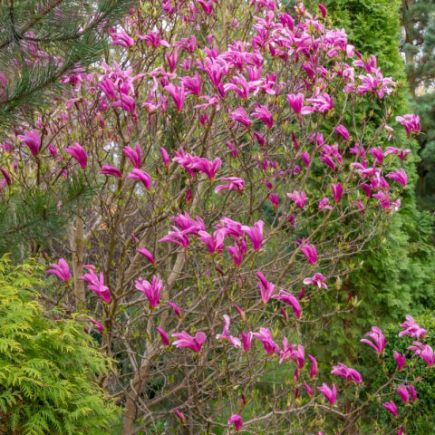 MAGNOLIA X SUSAN