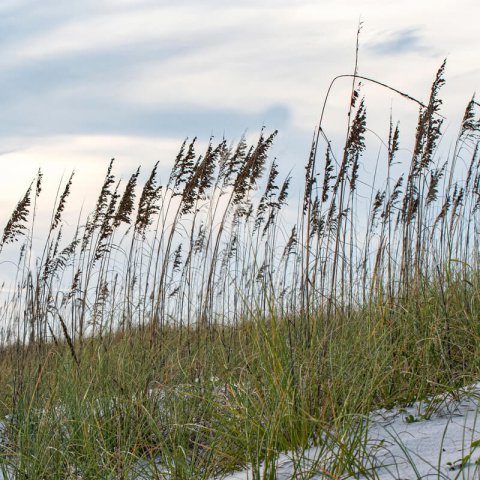 UNIOLA PANICULATA - Avena del mar
