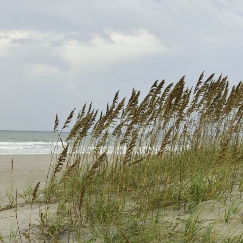 UNIOLA PANICULATA - Avena del mar