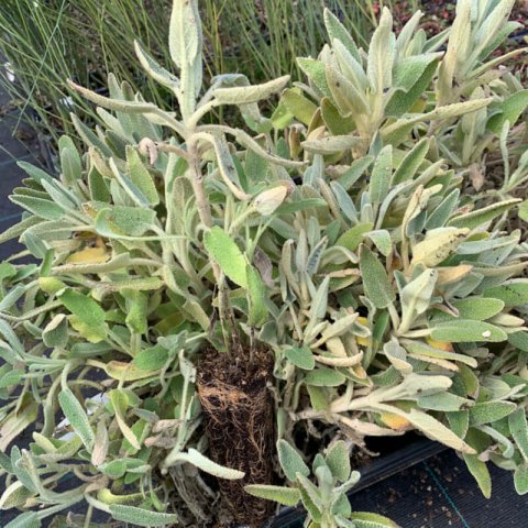 PHLOMIS PURPUREA - Alvolo, Plug, Motte