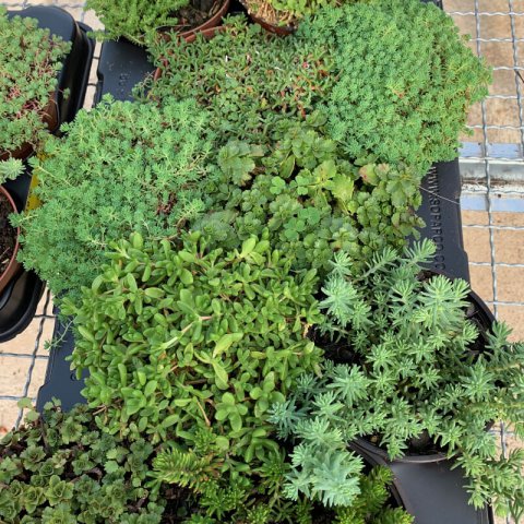 SEDUM SP.