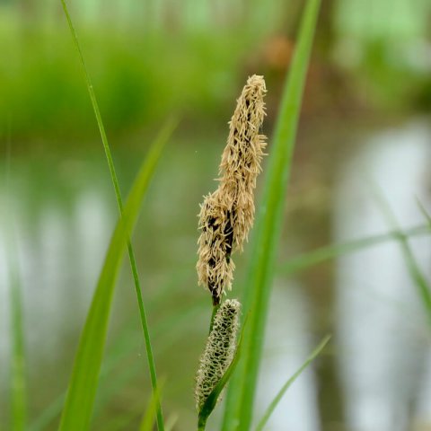 CAREX ACUTIFORMIS