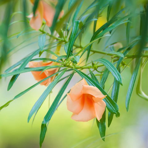 THEVETIA NEREIFOLIA (=T.peruviana)